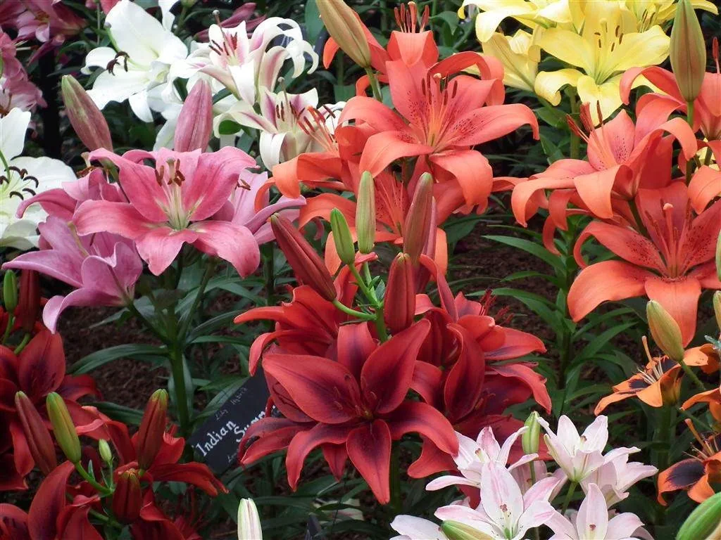 Floral marquee in the long water area 2